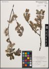 Foto von Salix cinerea L.